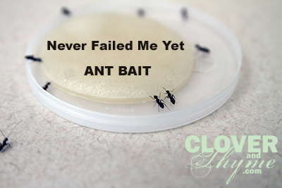 Never Failed Me Yet Ant Bait