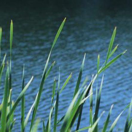 Can You Use an Air Compressor to Aerate Ponds?
