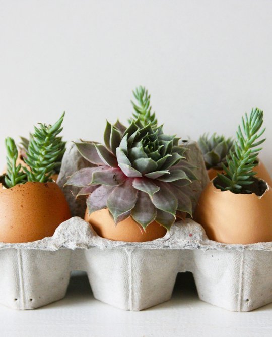 How To Plant Succulents in Eggshells