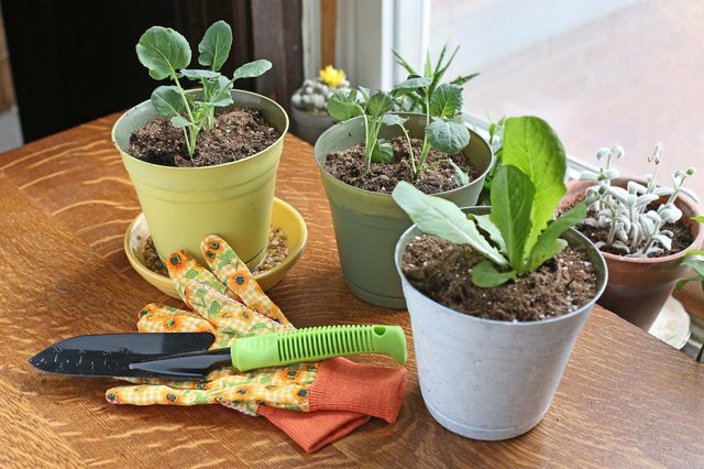 How to Grow an Indoor Vegetable Garden