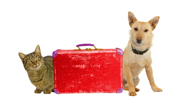 Flying With Dogs and Cats – Rules By Airline