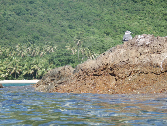 Magic mushrooms and dolphin rides: Tortola