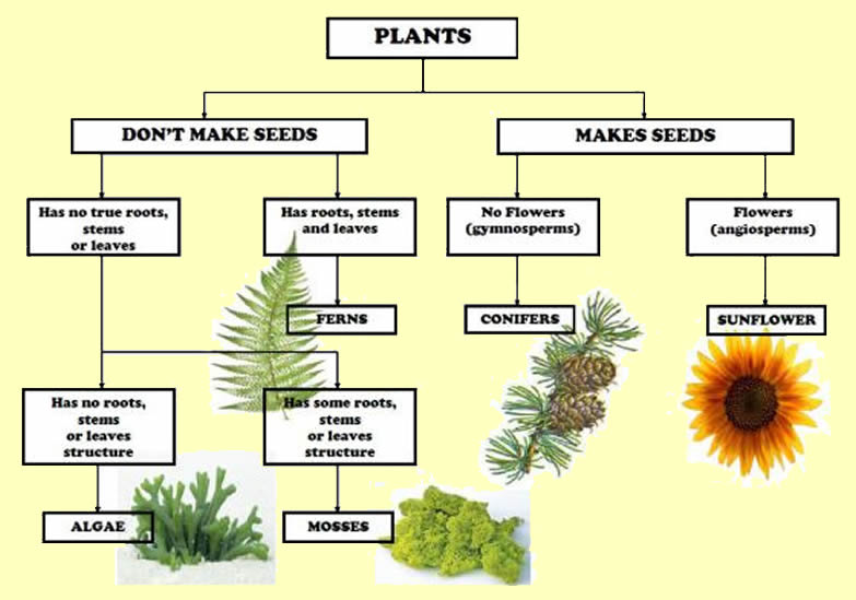 Classifications of flowering plants and non flowering plants