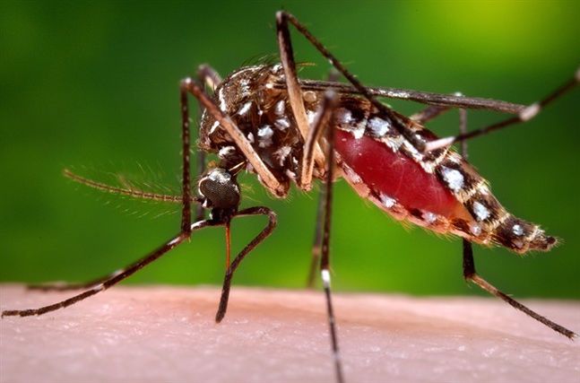 SA confirms first 2016 Zika virus case