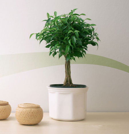 Benjamina Ficus Tree