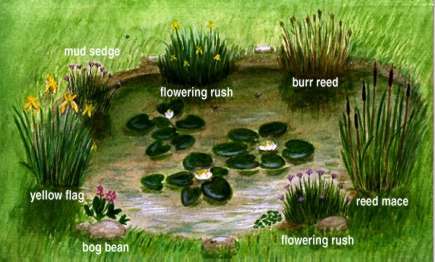 Ponds and Pond Plants