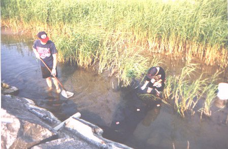 Not All Aquarium Fish Come From a Pet Shop