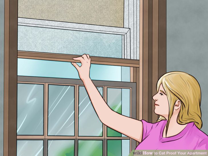 How to Cat Proof Your Apartment