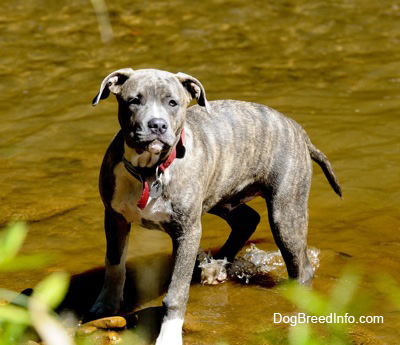 American Pit Bull Terrier Pictures
