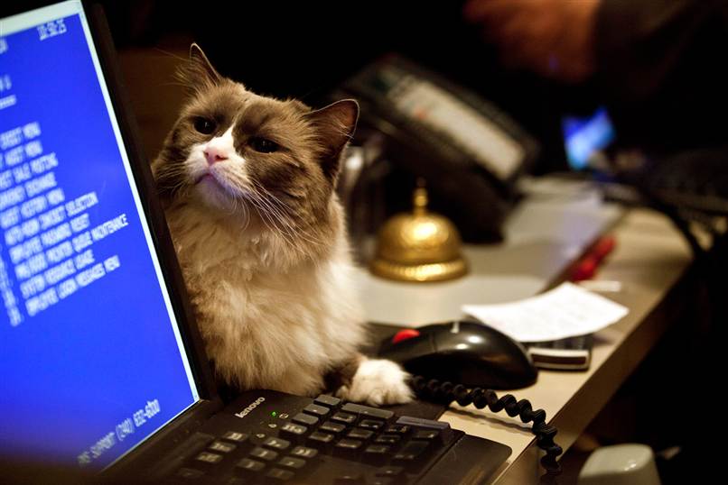 Me-OUT! Famed hotel cat evicted from lobby
