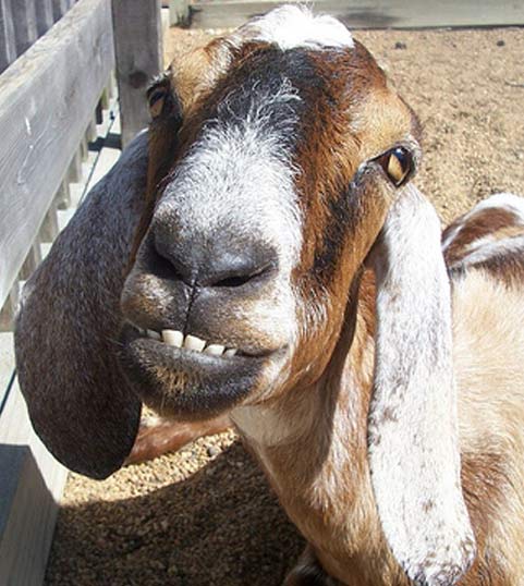 Nubian Goat - Gentle Giant of the Goats