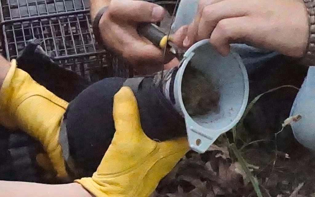 Is hunting pressure affecting long-term bushytail numbers? Radio-collared squirrels now broadcasting info