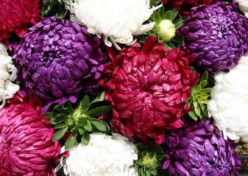 Aster, China (Callistephus chinensis) ‘Roccoco’