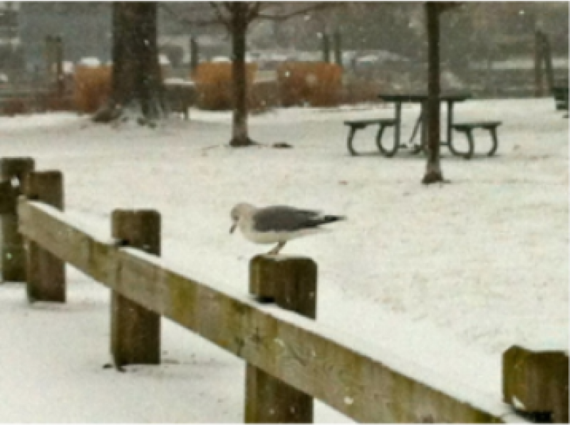 Snow Expected for Greenwich's Morning Commute Hazardous Weather Outlook Issued