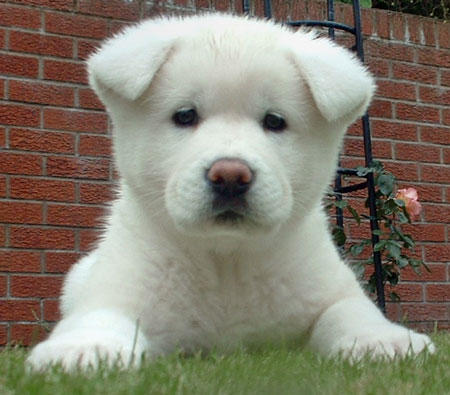 Akita Dog Breed