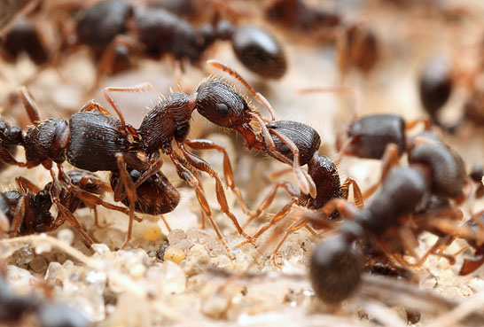 Urban Ants of the Midwestern United States