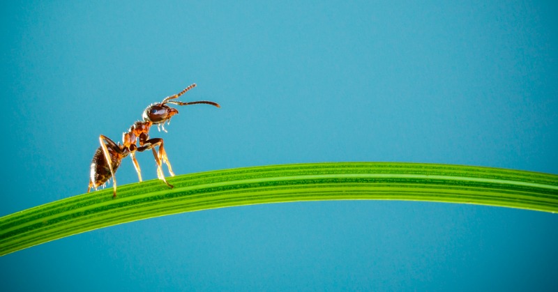 How to Get Rid of Ants in Potted Plants