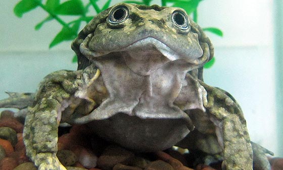 Alright, Here’s the Aquatic Scrotum Frog: a Name and a Face You Won’t Soon Forget!
