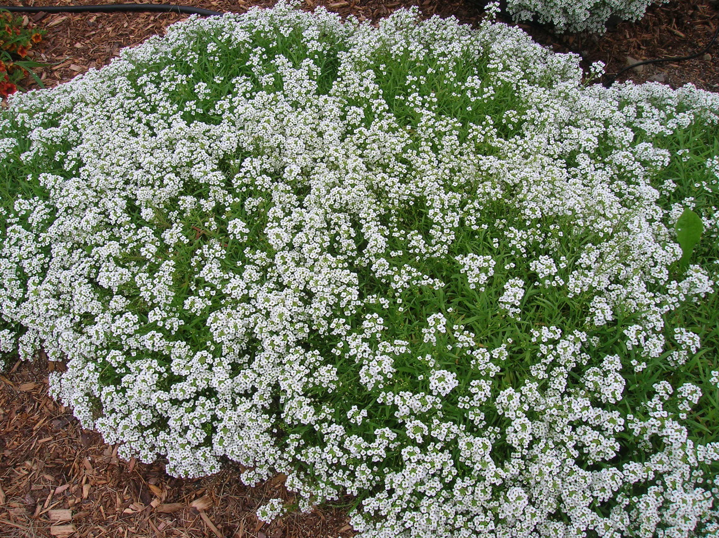 How to Grow: Alyssum