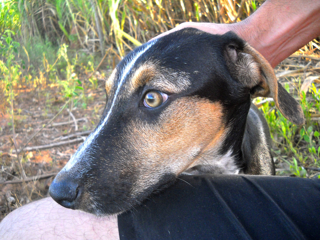 How Much Does an American Foxhound Cost?