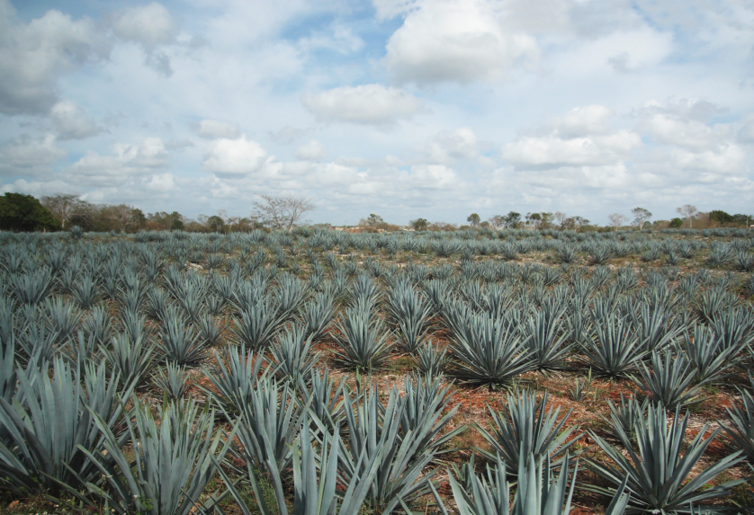 Good Questions: What’s Your Take on Agave Nectar?