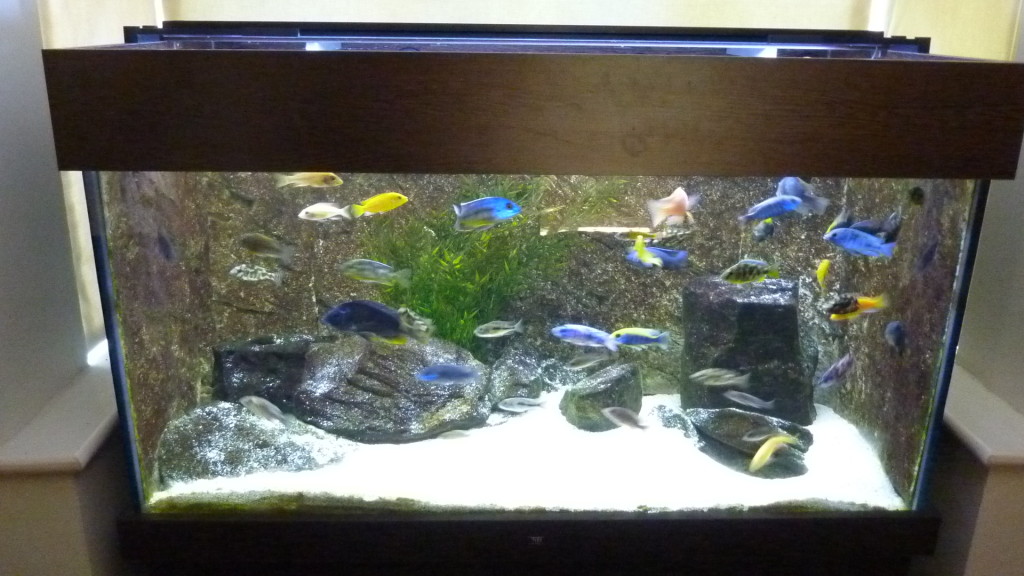 Should I Put A Background On My Fish Tank Aquarium