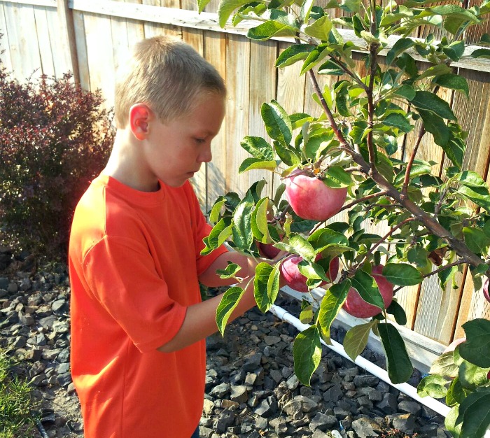 Our Little Apple Tree gave us 30 lbs of apples!