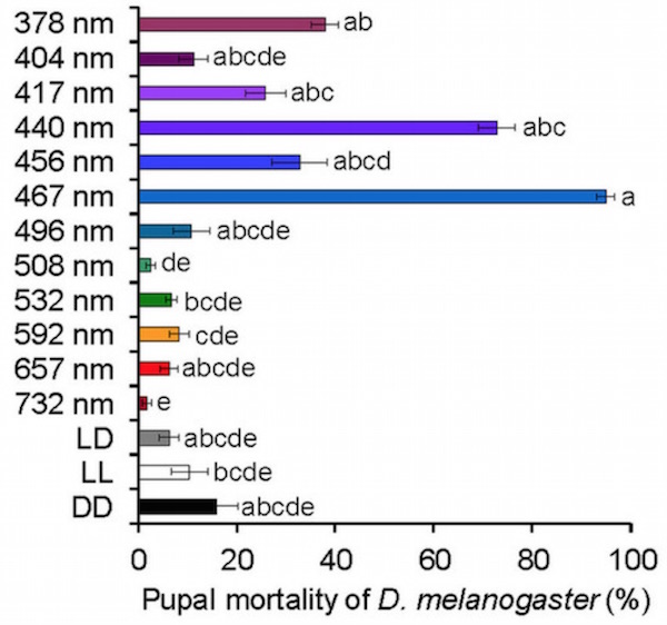Blue visible light can be used as insect killer, research shows