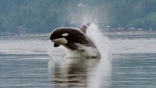 Bad News For SeaWorld: 103-Year-Old Orca Recently Spotted Thriving In The Wild