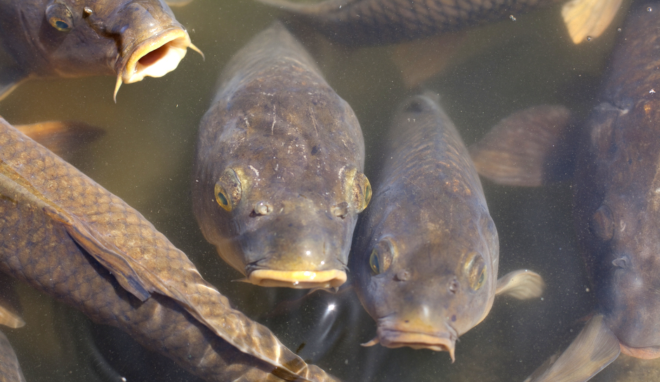 Lake Erie: Asian Carp Remain A Serious Threat